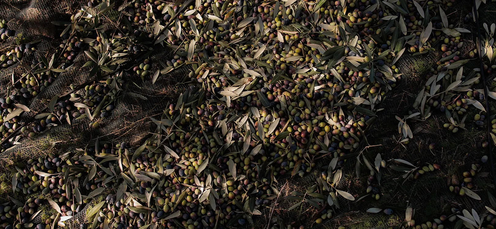 01 – Raccolta manuale delle olive